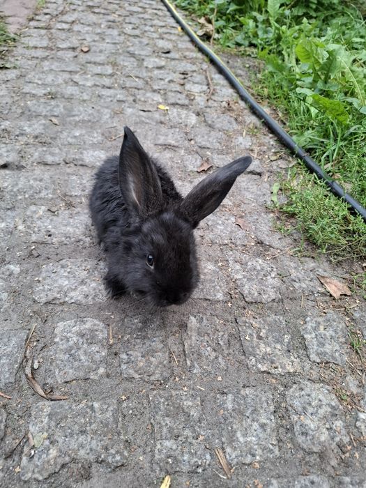 Króliki trzymiesięczne