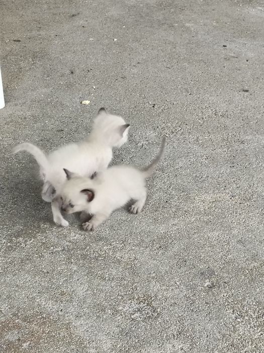 Gatinhos bebés para doar