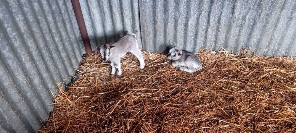 Felhotes cabra anã para venda