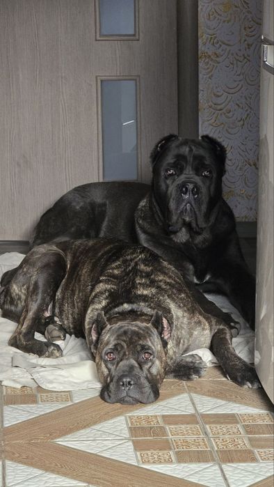 Продаю Щенки Кане-корсо.