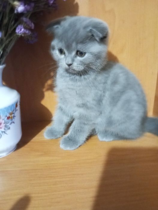 Британські чистокровні котята