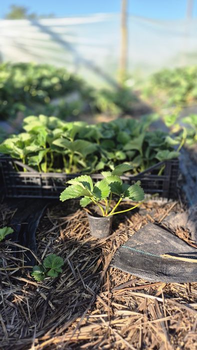 Стаканна розсада полуниці