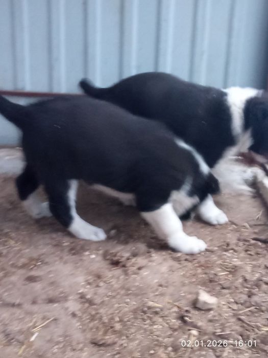 Продам алобайчиков