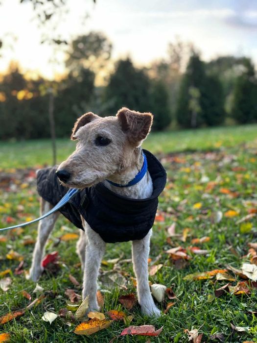 Babcia Tosia szuka domu