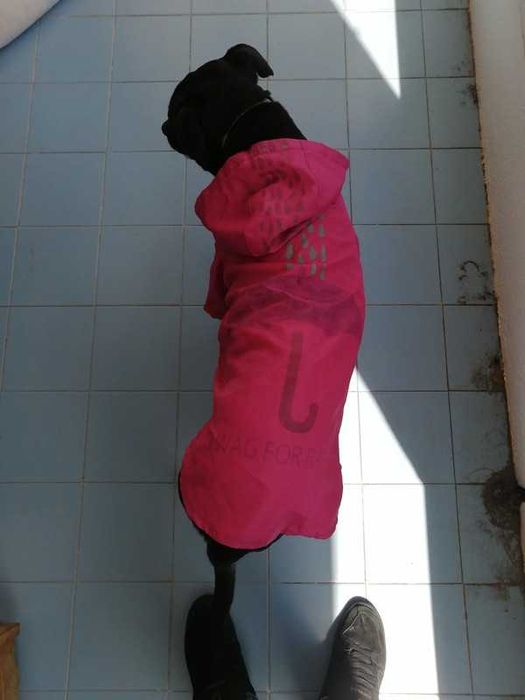 Camisola impermeável para cão