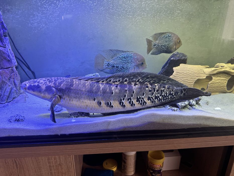 Змієголов,Зииеголов,аквариум