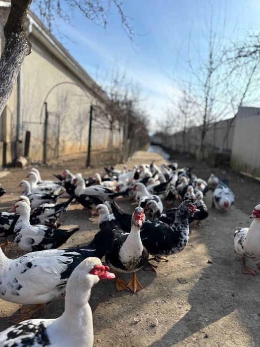 Індокачки німецької лінії