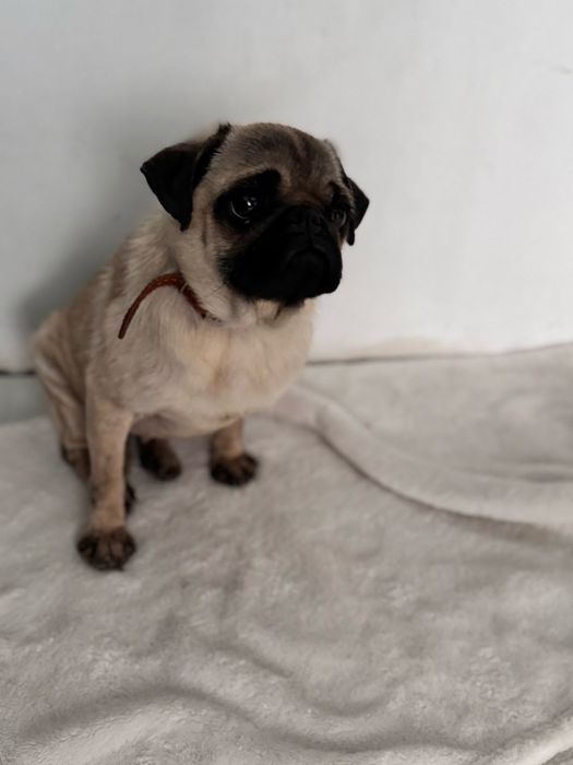 Мопс дівчинка 2 роки  Безкоштовно Тільки в ДОБРІ РУКИ