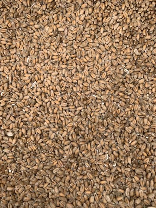 Пшениця, ячмінь, овес, морква,буряк