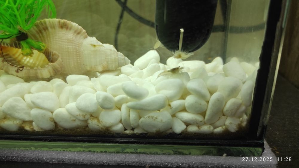 Аквариум , креветки , растения