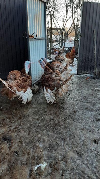 Індик бурбон на племмя