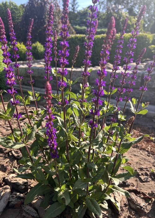 Шавлія Caradonna Карадонна