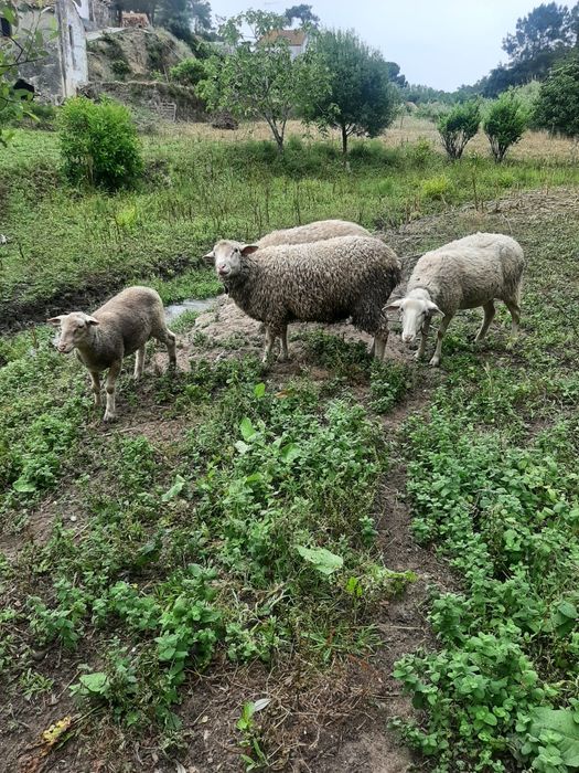 Vendo ovelhas suffolk ile france não são puros.