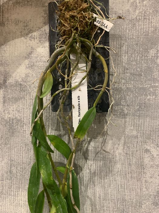 Орхідея Dendrobium Flexicaule
