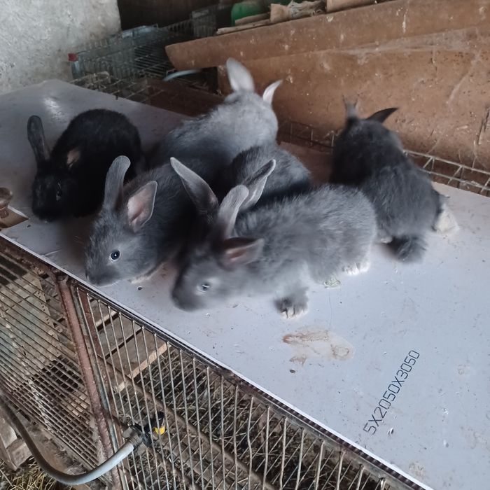 Coelhos anões para venda