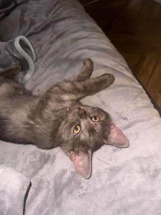 Котенок шотландский