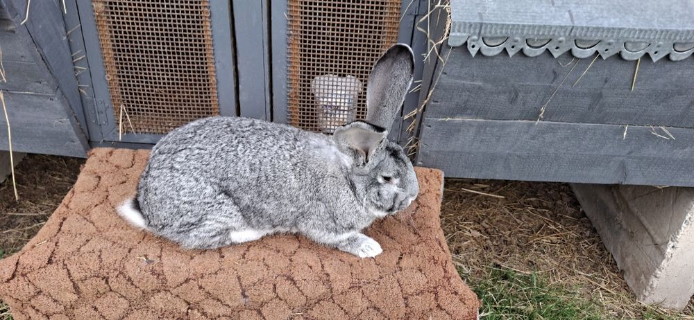Кролики Б.В є різні лінії