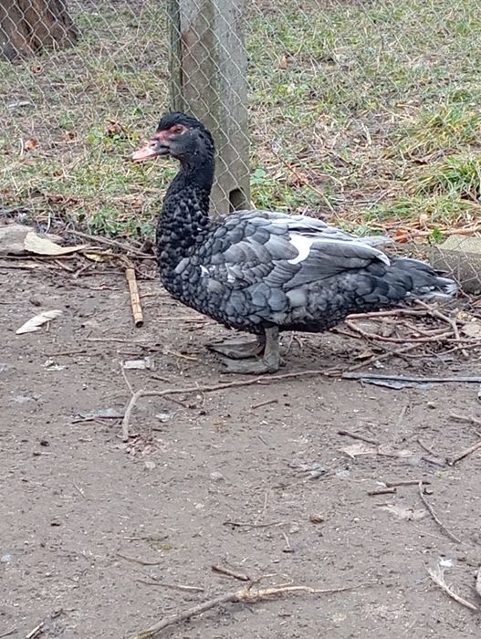 Індокачки голубого кольору