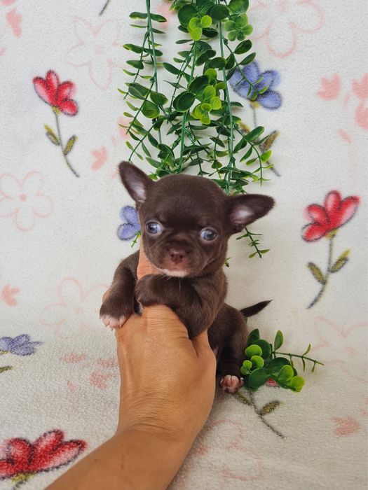 Excecional mini Chihuahua/Chiuaua.LinhagemRussa,Qualidade