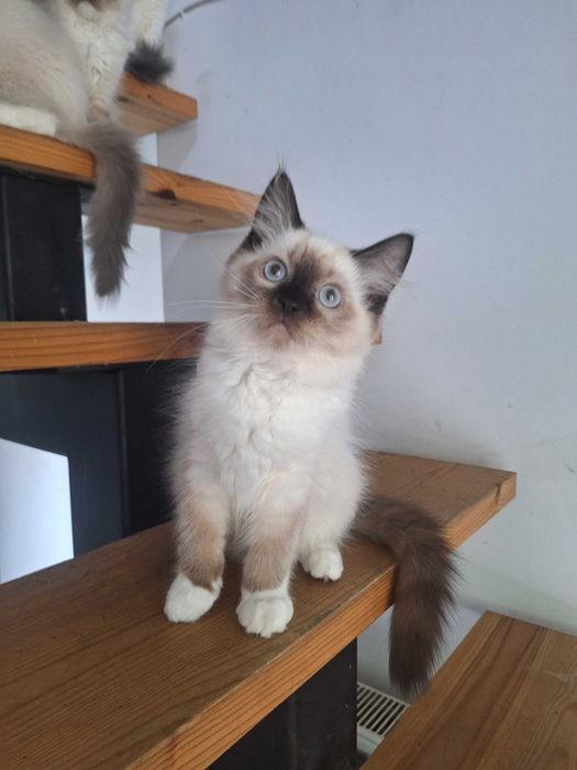 Kocurek Ragdoll blue i seal  mitted