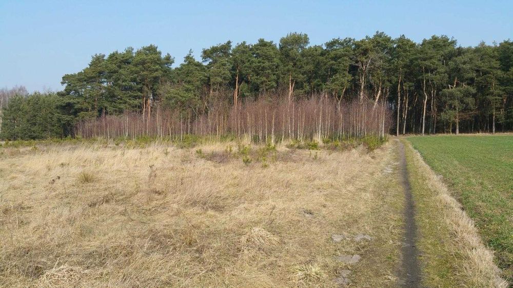 Działka przy lesie z WZ – 1518 m² – Powiercie - Widok 3