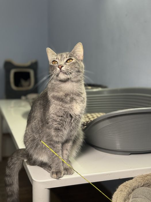 Взрослые котейки в любящие семьи