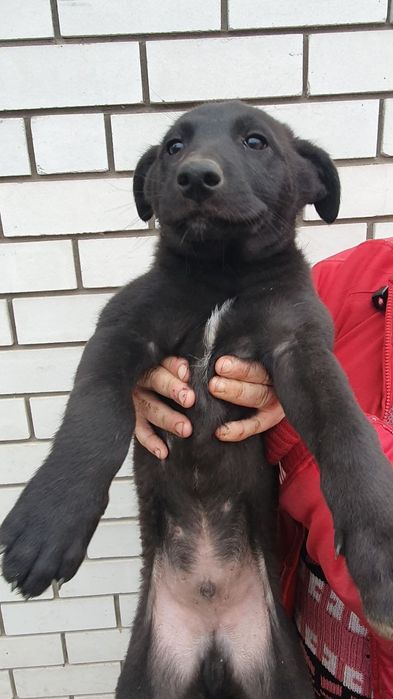 Хлопчики 4 міс. шукають дім