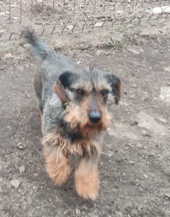 Janik szorstkowłosy