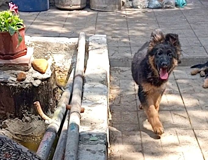 Щенки стандарт и длинники с родословной