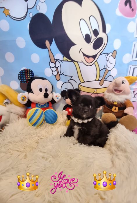 Chihuahua macho de pêlo longo com Pedigree e afixo