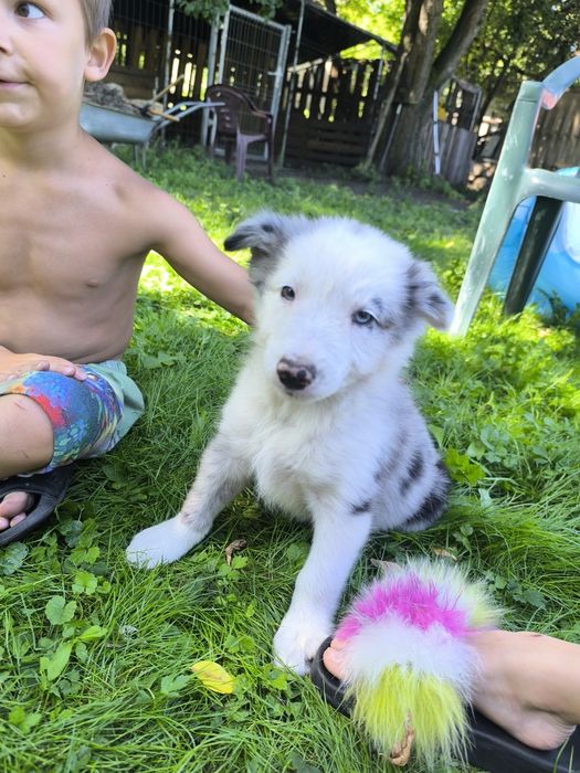 Border colie piesek blue merle
