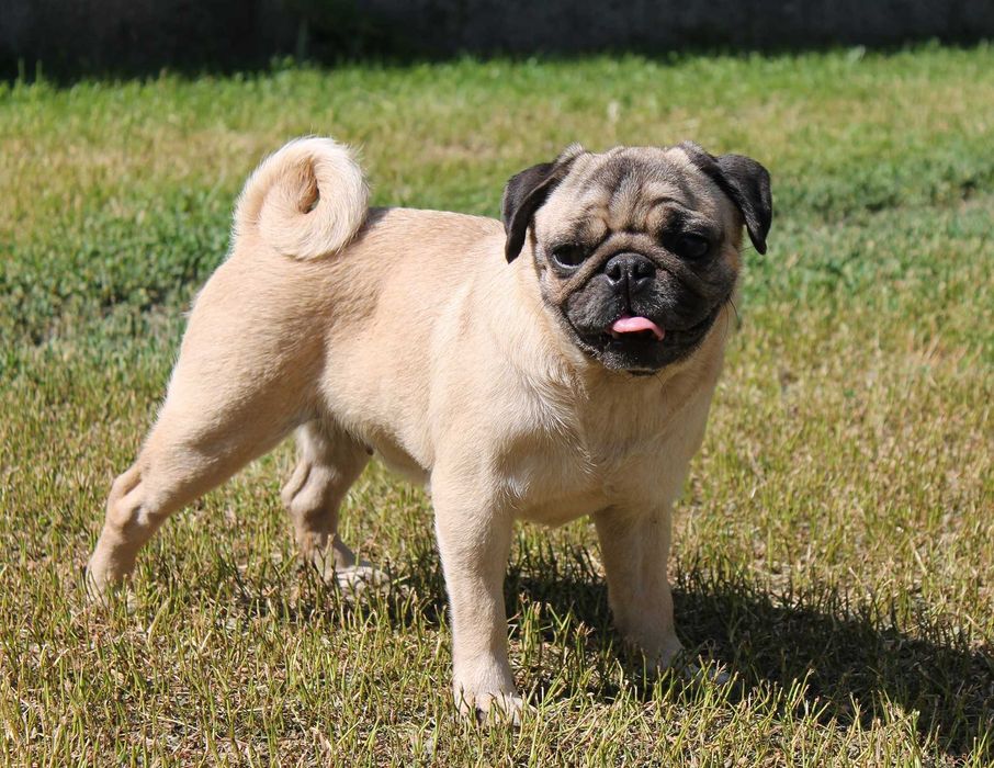 Очаровательная девочка мопс.