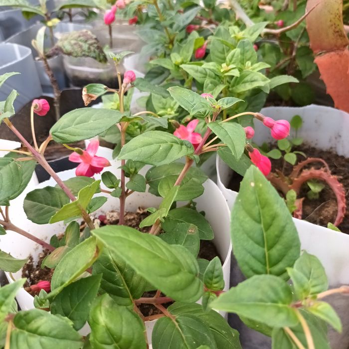 Brincos de princesa excelente qualidade