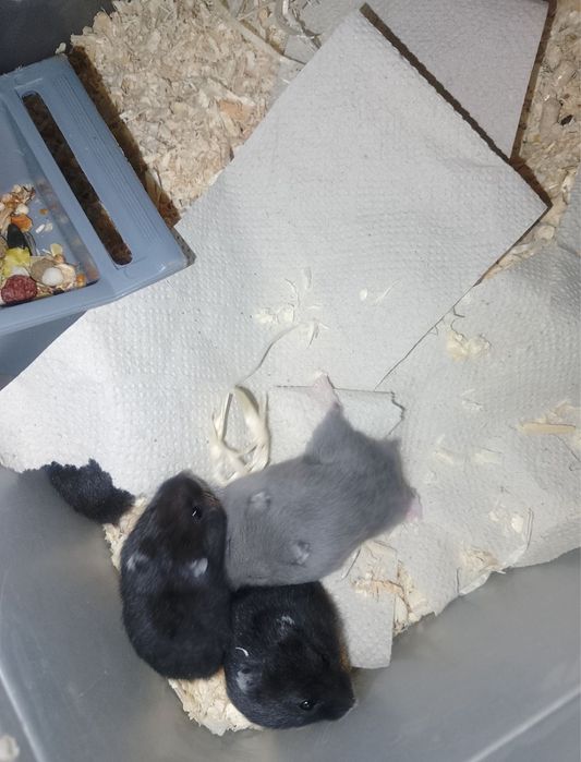 Джунгарики хом'яки