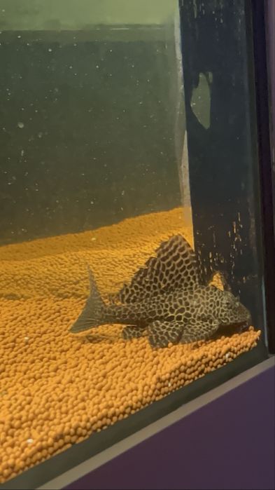 Vendo pleco leopardo