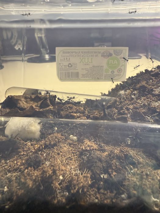 Продам колонию муравьев вида Aphaenogaster senilis