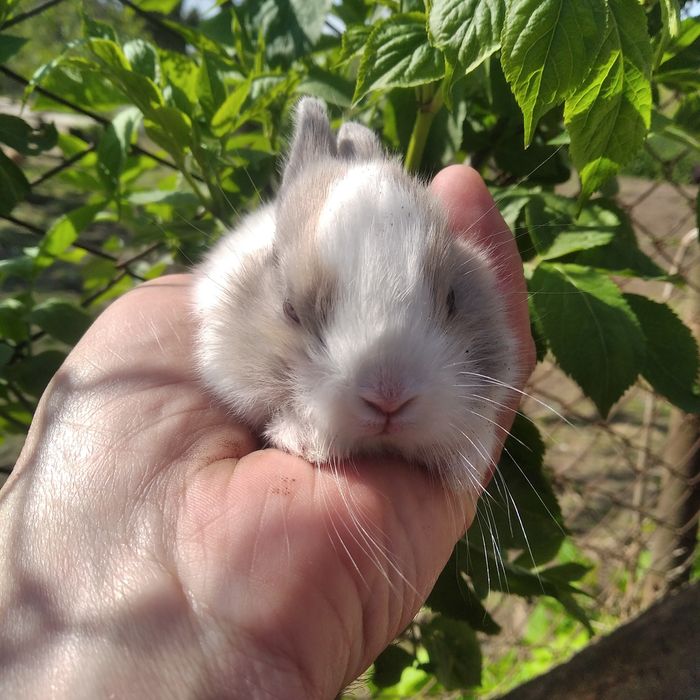 Кролики декоративні