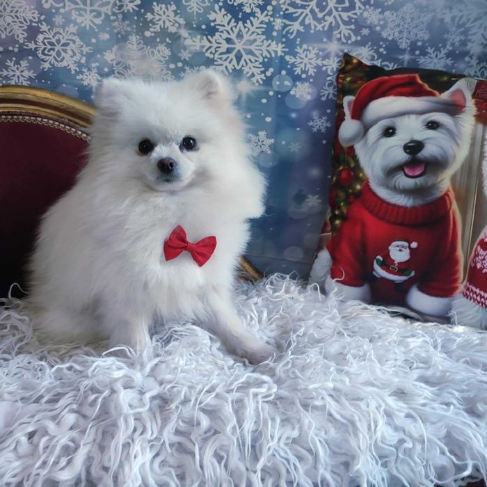 Szpic miniaturowy > młody samiec /paszport/szczepienia/kwarantanna .