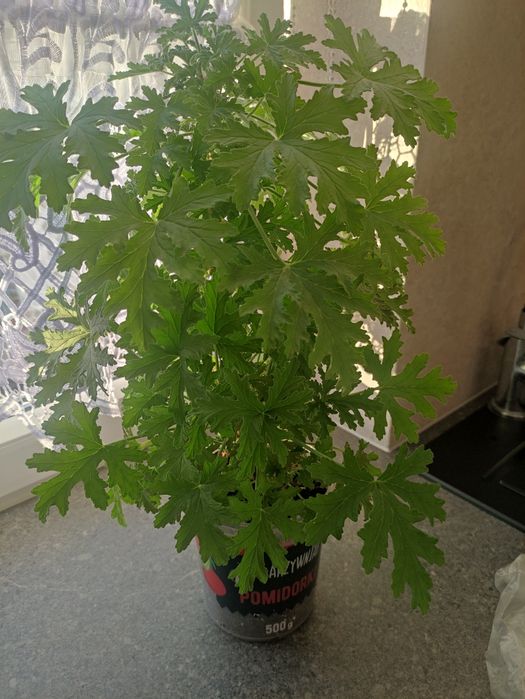 Geranium - anginka