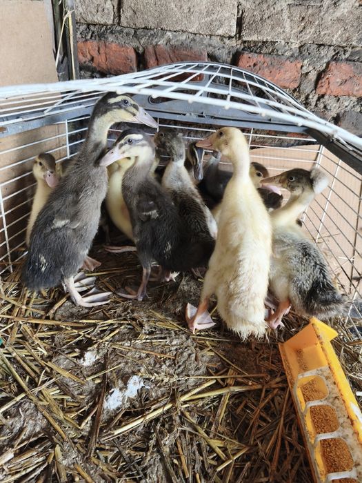 Sprzedam kaczki cena od 20 zł
