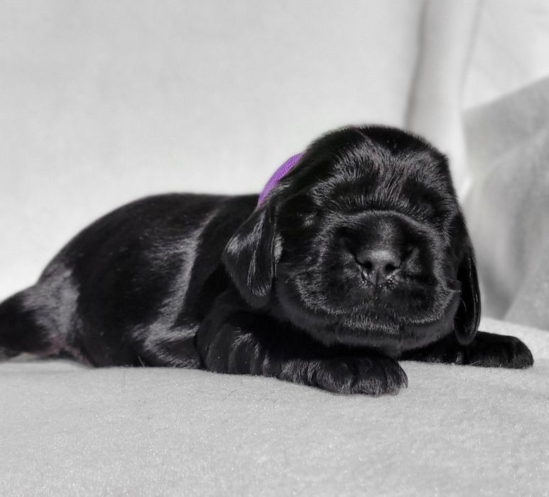 Cocker spaniel angielski cudne węgielki