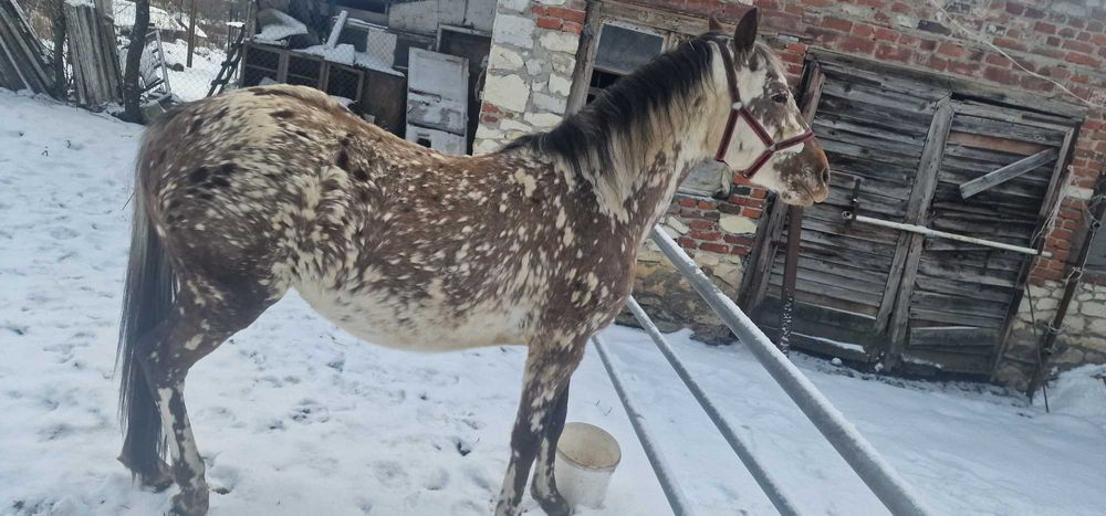 Sprzedam taranta ogier 2,5r  145cm