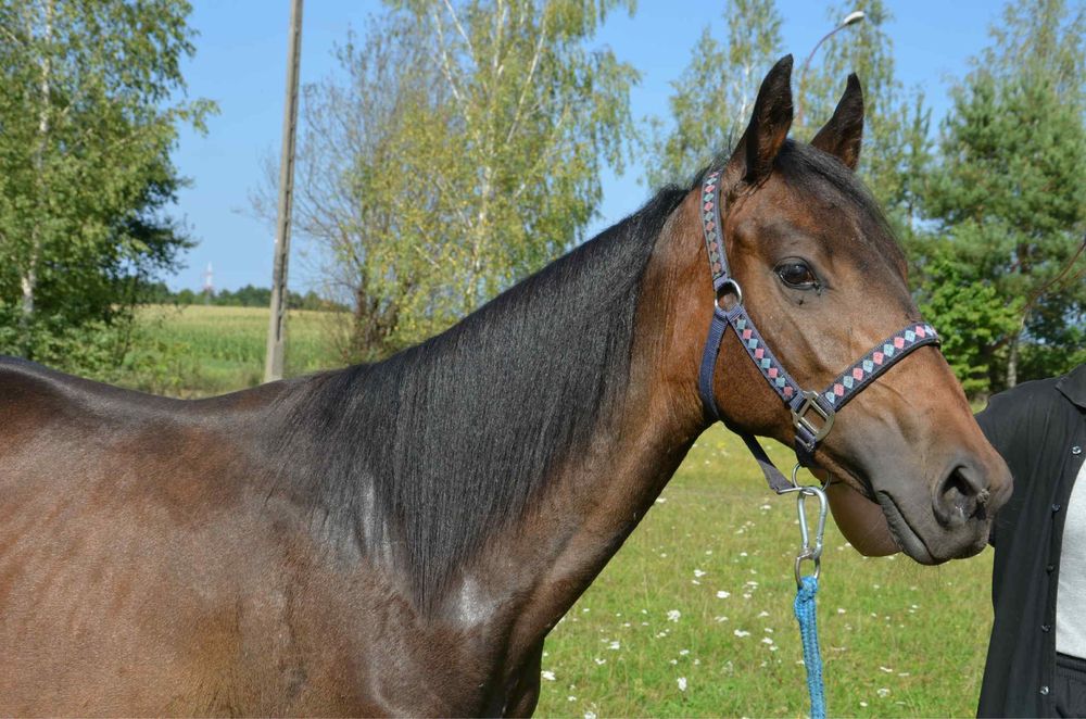 Klacz SP ur wiosna 2024