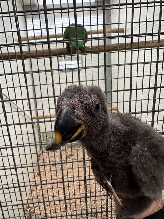 Papagaio macho ecletus para criar à mao