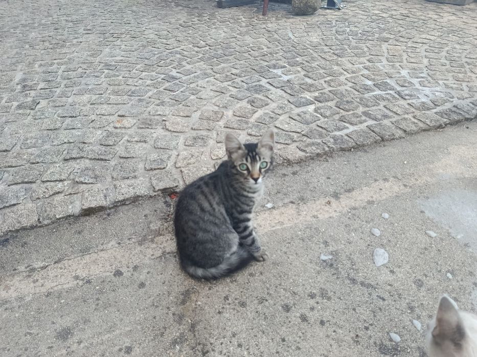 Gatas para adoção