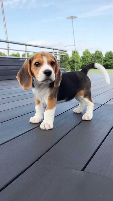 beagle qualidade
