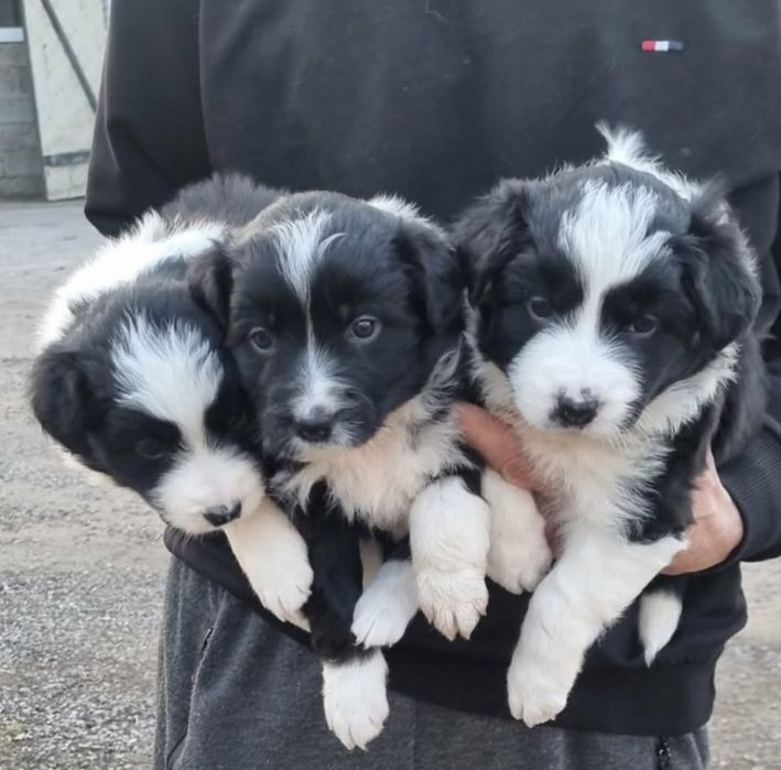 Dziewczynki Bordel Collie