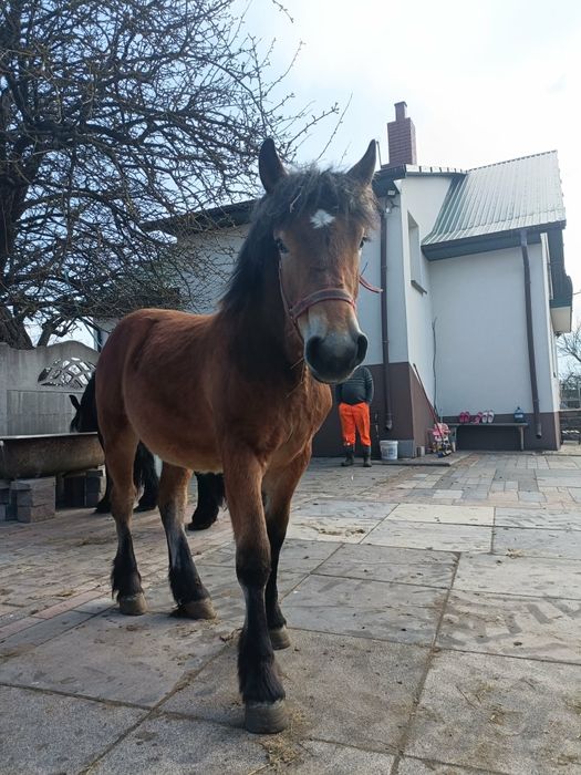 Sprzedam żrebie (ogiera)