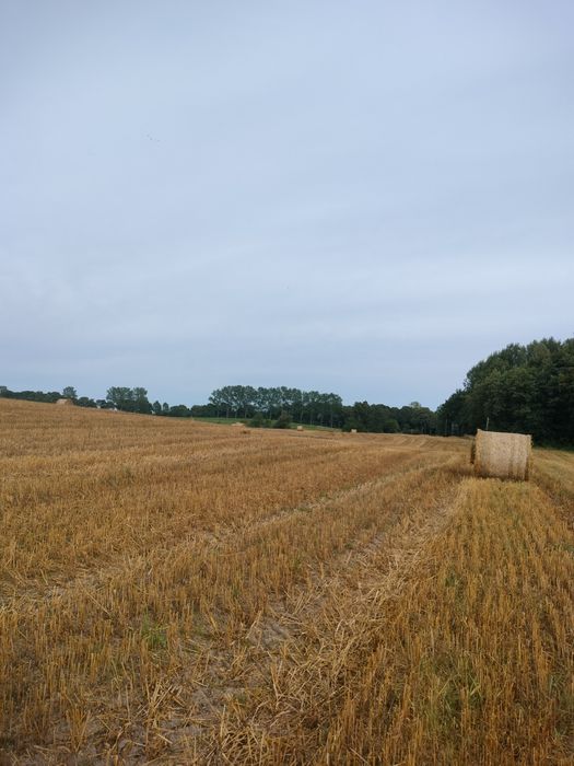 Balot  słomy owsianki