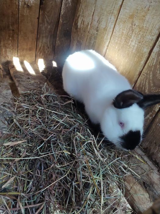 Продаж  кролів  Каліфорнія  самці та самки